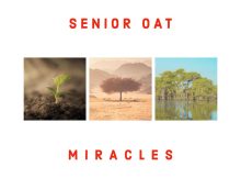 Senior Oat - Miracles Album zip mp3 download free 2024 full file zippyshare itunes datafilehost sendspace